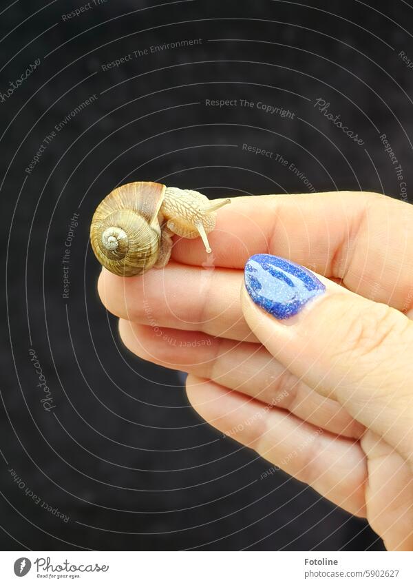 Schneckenrettungsaktion! Weinbergschnecke Schneckenhaus Tier Fühler Nahaufnahme braun klein schleimig Schwache Tiefenschärfe Weichtier Finger Fingernagel