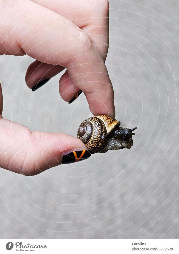 Schneckenrettungsaktion II ! Weinbergschnecke Schneckenhaus Tier Fühler Nahaufnahme braun klein schleimig Schwache Tiefenschärfe Weichtier Finger Fingernagel