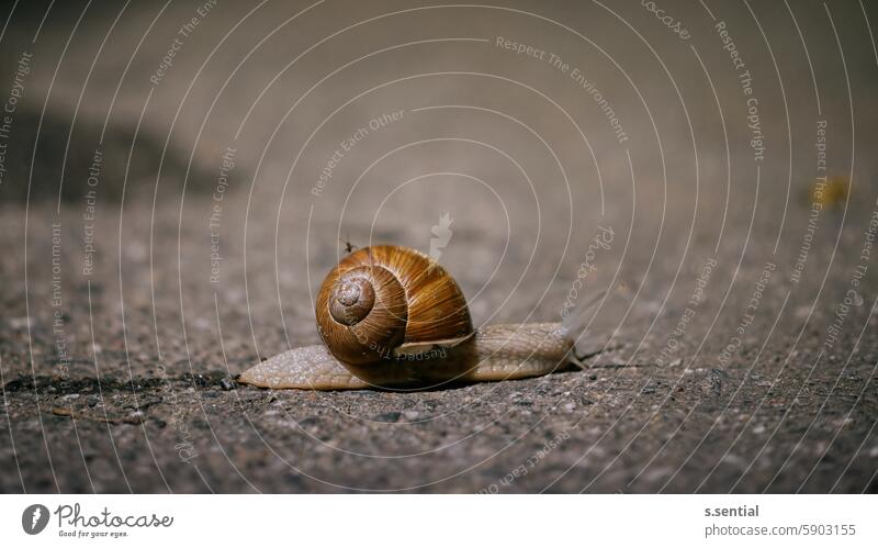 Weinbergschnecke mit Passagier Schneckenhaus Insekt braun Asphalt