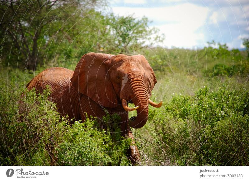 Ein Elefant vergisst niemals Wildtier Tierporträt Afrika Safari Tsavo-East-Nationalpark Kenia exotisch Savanne Himmel Gras Säugetier Tierwelt authentisch Klima