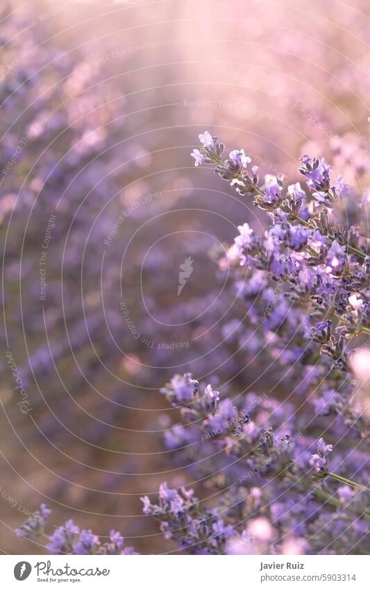 Selektiver Fokus von Lavendelblüten mit Gegenlicht bei Sonnenuntergang, lavendelfarbener strukturierter Hintergrund, Kopierraum Blume Textur purpur brihuega