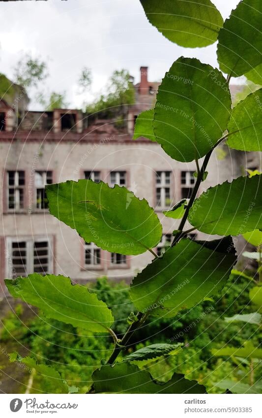 Der Zahn der Zeit .....  | Beelitz Gebäude Alt Verfall Heilstätten