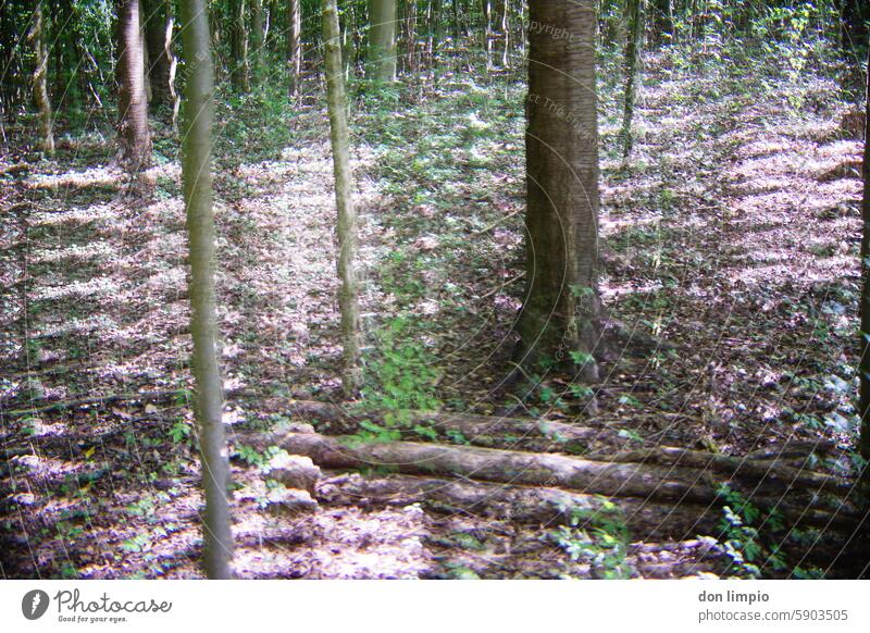 Wald, geschreddert Natur Bäume Umwelt Waldboden Außenaufnahme Baum Baumstamm Tag Farbfoto Menschenleer Waldlichtung Pflanze