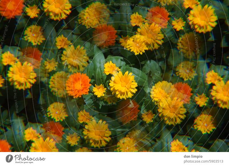 Ringelblumen Blüte Blume Pflanze Heilpflanzen Außenaufnahme Menschenleer orange Alternativmedizin Blühend Schwache Tiefenschärfe Natur Duft Nahaufnahme Prisma