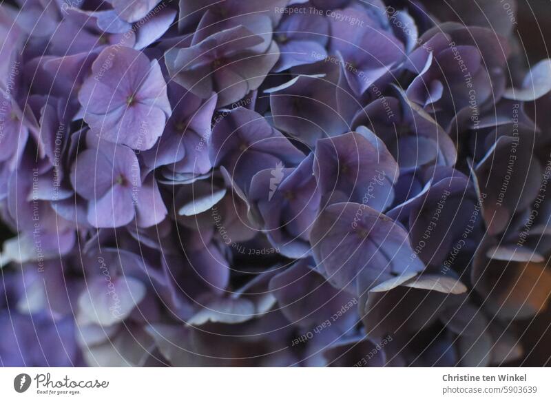 Violette Hortensienblüten zum Welttag der Fotografie Blüte Nahaufnahme Schwache Tiefenschärfe Lieblingsblume Unschärfe Bauernhortensie nostalgisch