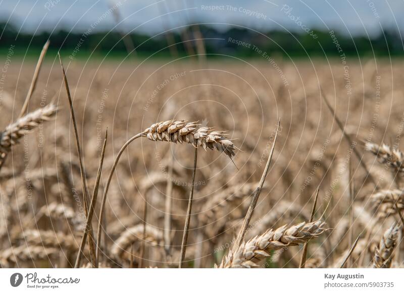 Weichweizen Ackerbau Ernte Korn Weizen Lebensmittel Ernährung Sommer Nutzpflanze Kornfeld Ähren Getreidefeld Feld Landwirtschaft Triticum aestivum Brotweizen