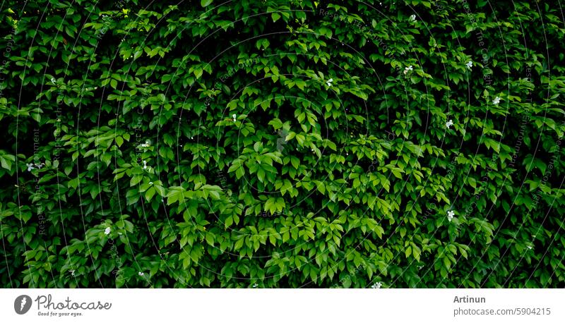 Kleine grüne Blätter in Hecke Wand Textur Hintergrund. Closeup grüne Hecke Pflanze im Garten. Eco immergrüne Hecke Wand. Natürliche Kulisse. Schönheit in der Natur. Grüne Blätter mit natürlichen Muster Tapete.