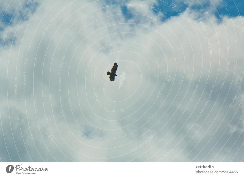 Habicht vogel raubvogel greifvogel flugbild fliegen segeln himmel froschperspektive flügelspannweite jagd