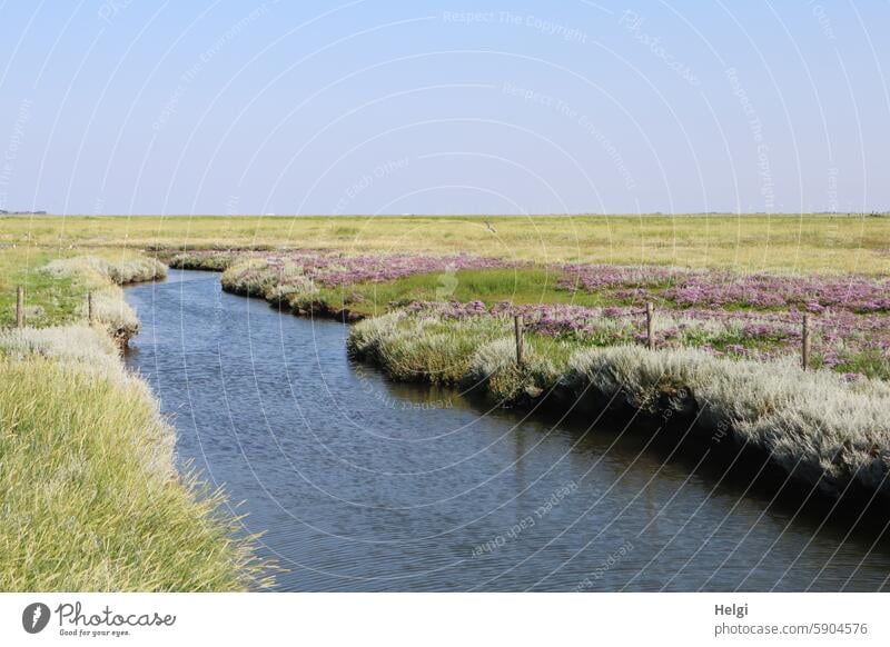 ein Priel führt durch die blühenden Salzwiesen auf Hallig Gröde Wasser Wasserlauf Strandflieder Strandwermut wachsen Gras Ufer Himmel schönes Wetter Sommer Zaun