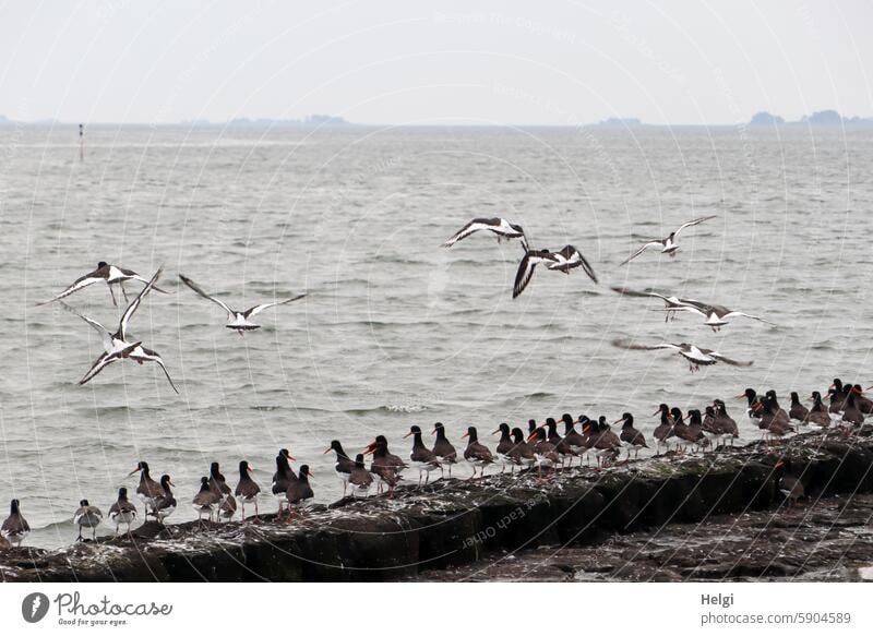 viele Austernfischer am Ufer der Hallig Gröde Haematopus ostralegus Watvogel Vogelschwarm vieler Nordsee Meer Nordseeküste Nordfriesland Schleswig-Holstein