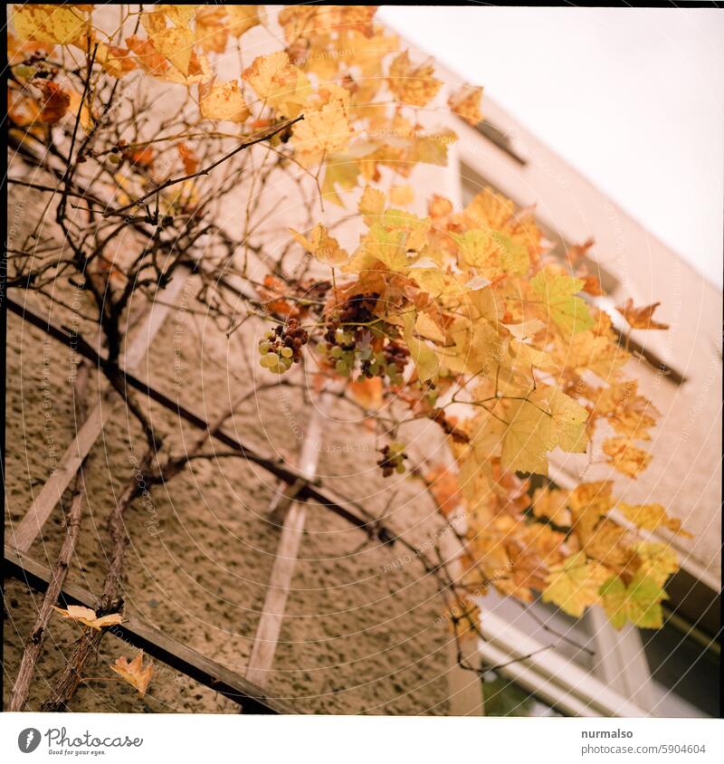 im Herbst von Photocase Blätter Wein Weinrebe fassade klettern bunt gelb golden vergänglichkeit umwelt verfall ende schluss fenster ranken