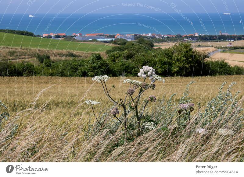 Sommerlicher Blick über die Felder auf das blaue Meer Sangatte Calais Frankreich Landschaft Küste Ferien & Urlaub & Reisen Tourismus Erholung Wasser Himmel