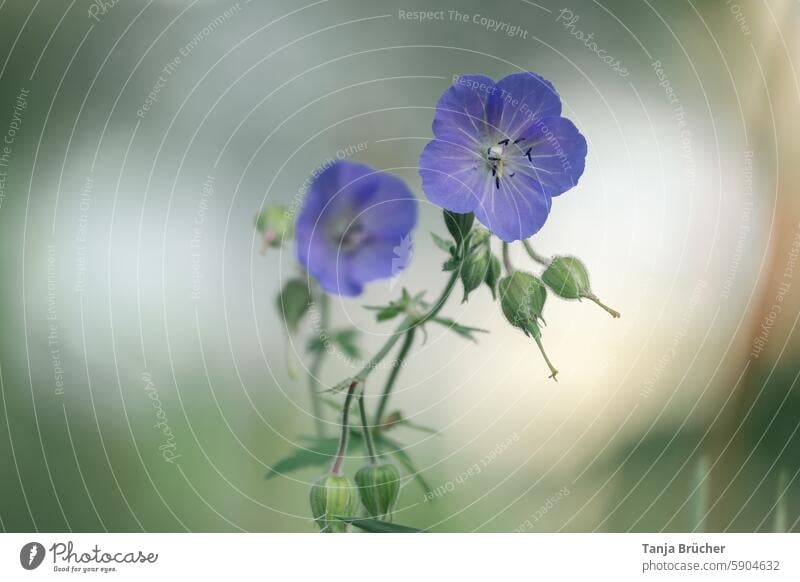 Wiesen-Storchschnabel Geranium pratense Blaues Schnabelkraut violett blau Sommer Blüte Wildpflanze Geranium Pratense grün Garten Vorgarten wiesenblume im freien