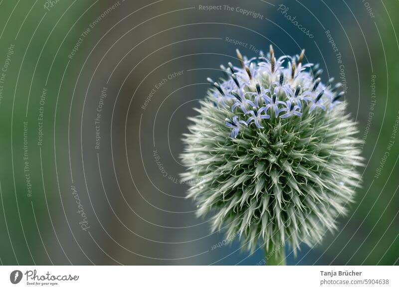 Blaue Kugeldistel beginnt zu blühen blaue Kugeldistel Echinops Blütenstände Distel stachelig Garten Sommerblume aufblühen rund erblühen Beginn Anfang