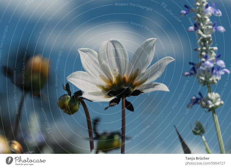 Weiße Garten-Dahlie vor blauem Himmel weiß blauer Himmel Gartenblume Blüte Dahlienblüte natürlich Blütezeit Zierblume blühende Dahlie Dahlia Blütenblätter