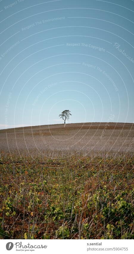 lonely tree Feld Baum Horizont Hochformat Himmel geerntet