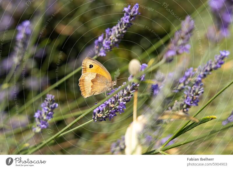 Ochsenauge auf blühendem Lavendel Schmetterling Pfauenauge Falter Tagfalter Edelfalter Maniola jurtina Blüte Deutschland