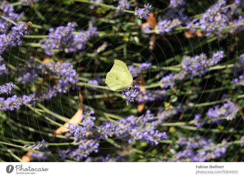 Zitronenfalter auf blühendem Lavendel Schmetterling Falter Tagfalter Weißling Blüte Deutschland