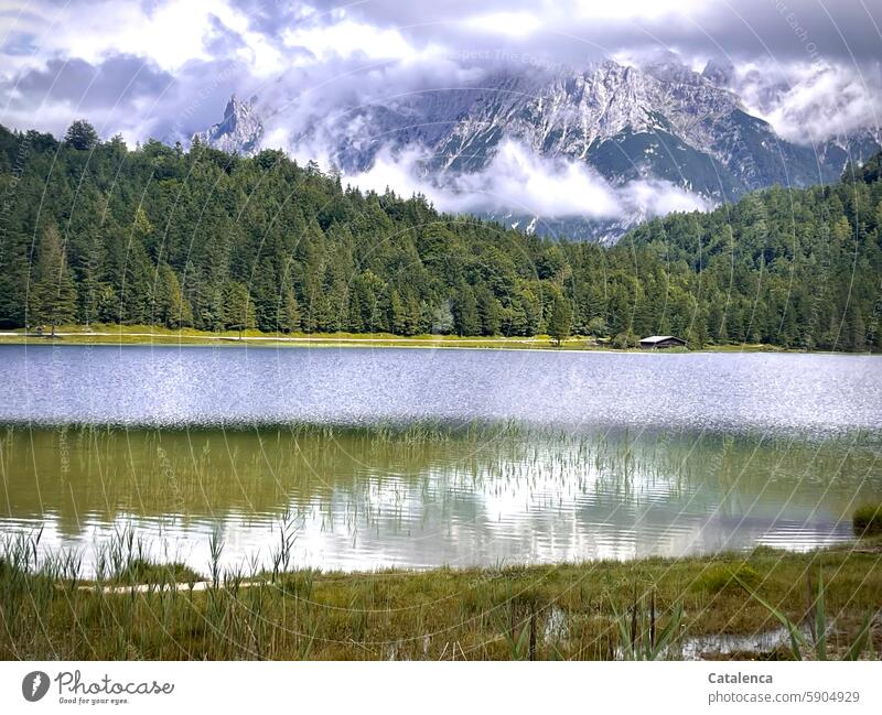 Bergsee schwimmen Wald Schilf Binsen ruhig Erholung Idylle Umwelt Seeufer Wasser Himmel Berge u. Gebirge Alpen Landschaft Natur Spiegelung Wolken Blau Grau Grün