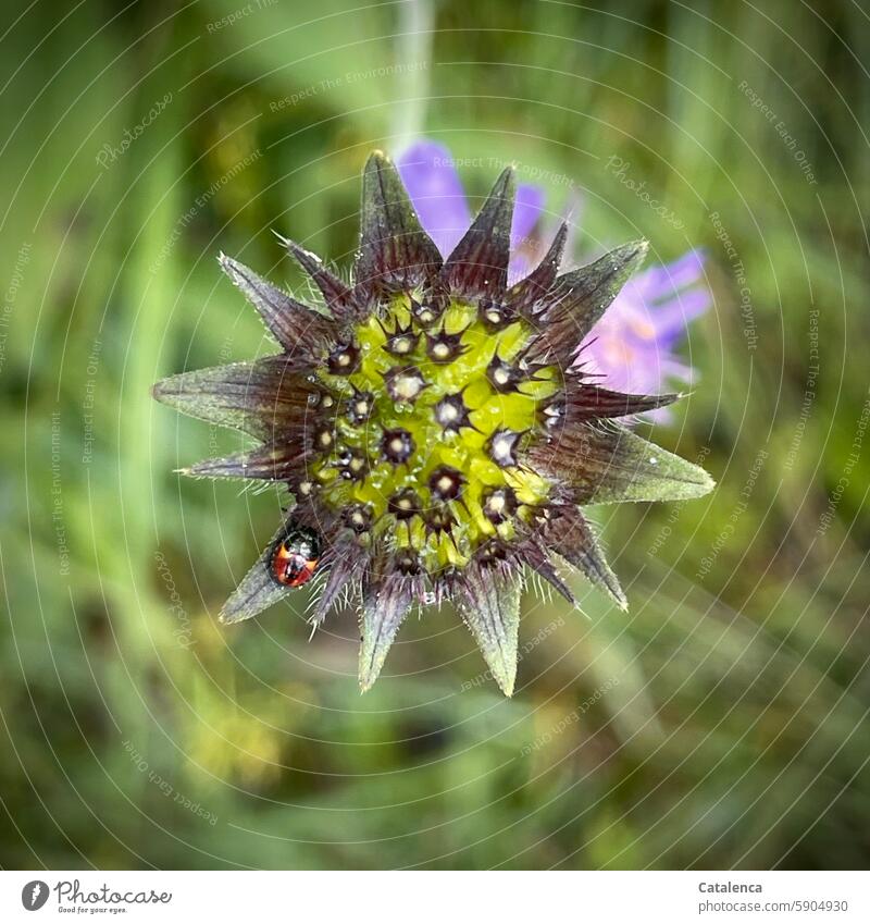 Fruchtstand der Acker-Witwenblume Natur Flora Tier Insekt Fauna Pflanze Blume Blüte blühen verblühen Tageslicht Makroaufnahme Sommer Euasteriden