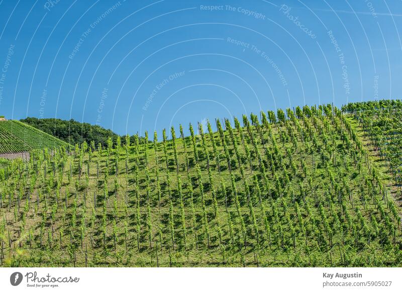 Weinberg Weinanbau Natur Weinstöcke Gefälle Steigung Weintrauben Landwirtschaft Wein Anbau Pflanzen Botanik Flora Naturschutz Weinhang Ahrgebirge