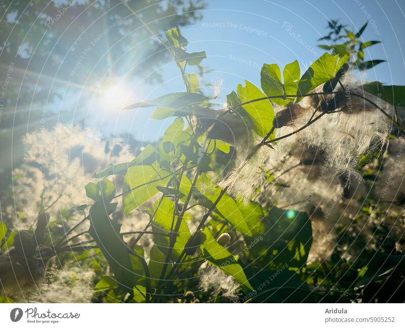 Sommersonne mit Zaunwinde und Diestelsamen Sonne Gegenlicht Sonnenschein Sonnenlicht Sonnenstrahlen Schönes Wetter Himmel Pflanze grün Samen Licht Fruchtstand