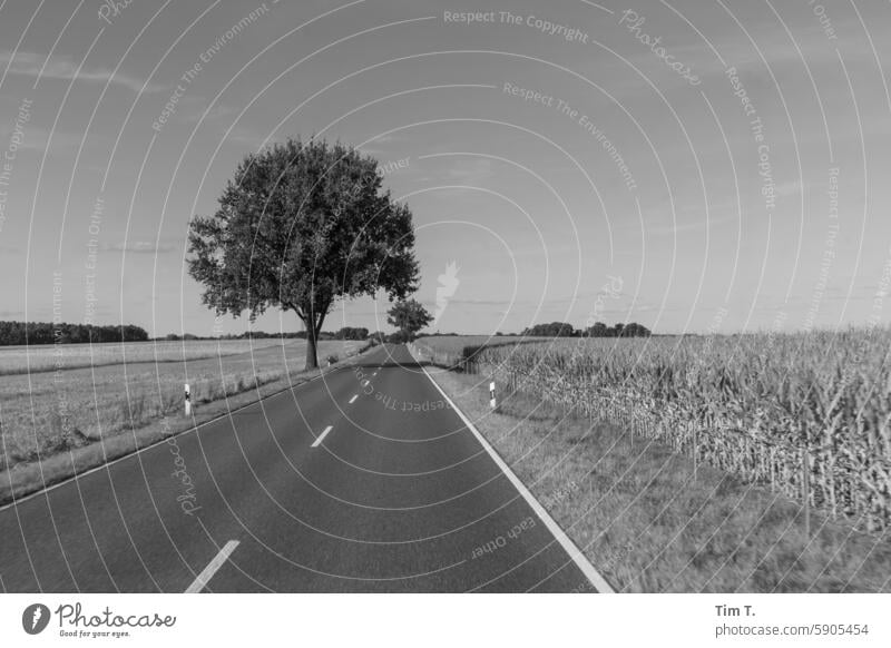 Landstraße in Brandenburg Straße s/w Baum bnw Schwarzweißfoto Tag Außenaufnahme Menschenleer b/w b&w Einsamkeit Sommer Allee Feld