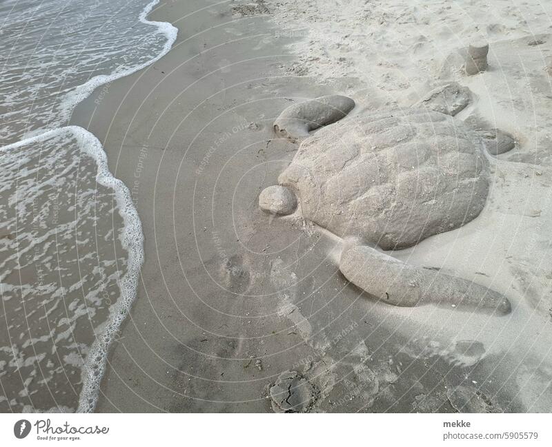 Zurück ins Wasser Strand Meer Sand Schildkröte Wasserschildkröte Küste Landgang Sommer Ferien & Urlaub & Reisen Ostsee Wellen Natur Tourismus Sommerurlaub