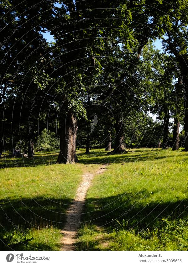 Pfad in einem Eichenhain Wege & Pfade Bäume Wiese Hain Waldweg wandern wanderweg Natur Spaziergang Erholung Fußweg Spazierweg Menschenleer grün Landschaft