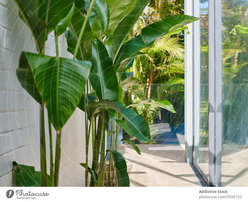 Üppige Helikonien im hellen Wintergarten Pflanze Innenbereich Garten sonnenbeschienen Fenster ruhig Gelassenheit friedlich üppig (Wuchs) Laubwerk grün Licht