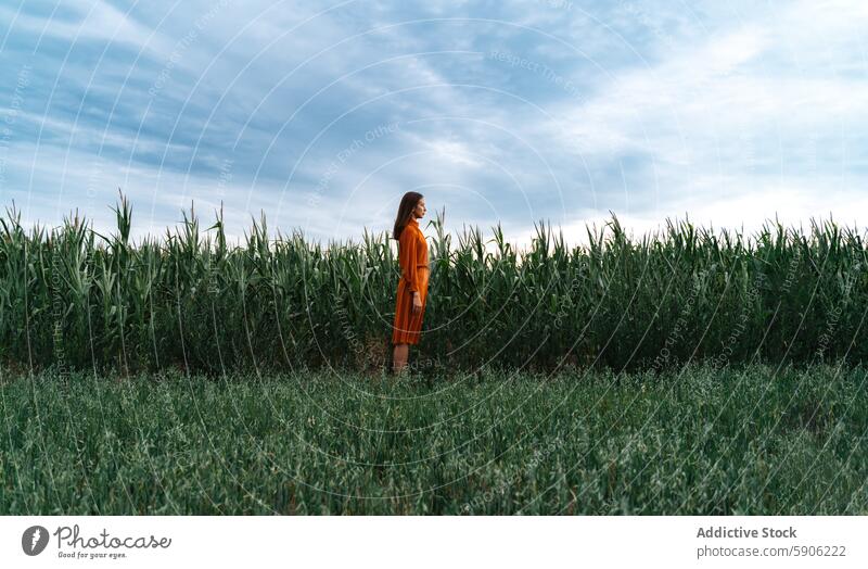 Frau in orangefarbenem Kleid steht neben einem Maisfeld Feld Kornfeld orangefarbenes Kleid brünett beschaulich Gelassenheit Natur im Freien Ackerbau Sommer