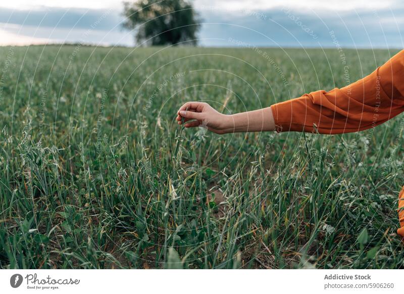 Frau berührt hohe Gräser in einem Feld Gras Natur berühren Hand orange Hemd im Freien grün Arme Erreichen anonym unkenntlich Frühling Sommer Umwelt Anschluss