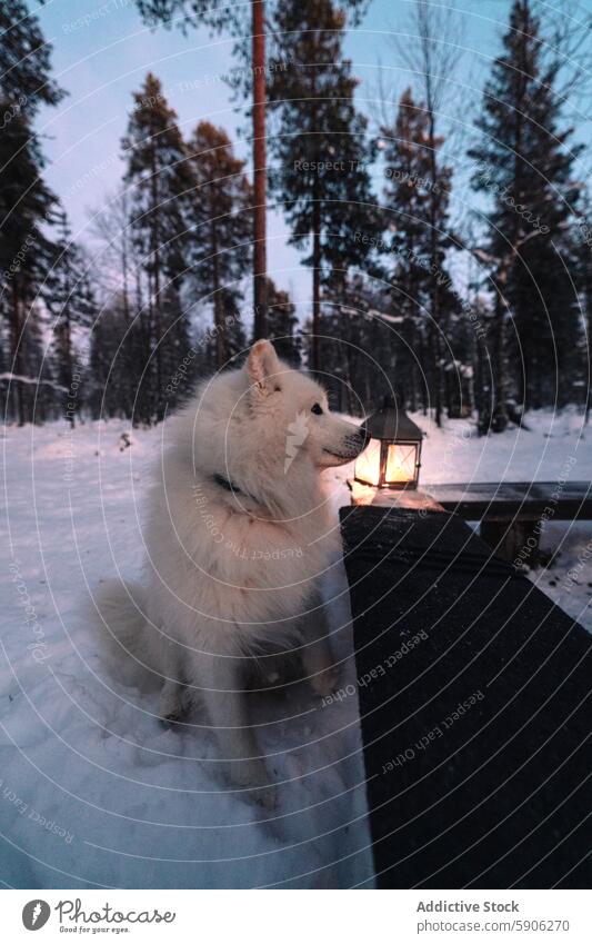 Weißer Samojedenhund neben einer Laterne im verschneiten Lappland samojed Hund Schnee Winter Wald Abenddämmerung kalt weiß im Freien Natur arktische Dämmerung