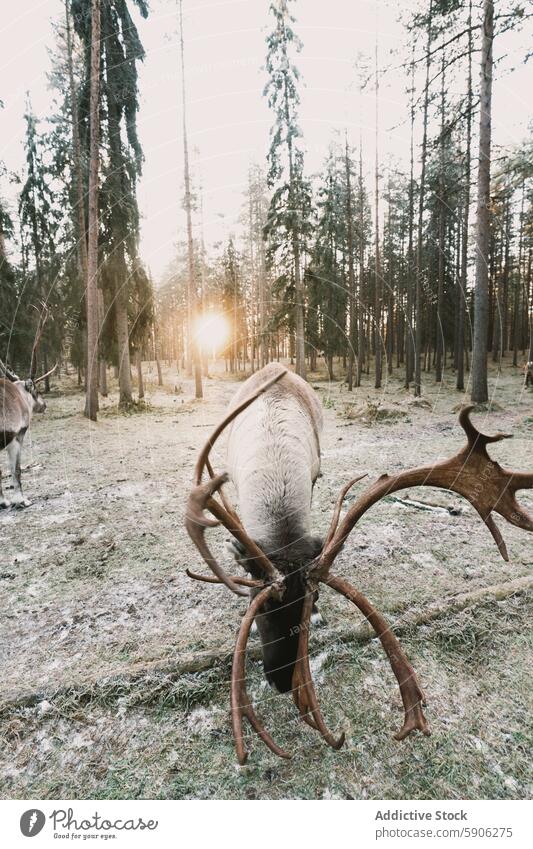 Majestätische Rentiere grasen in einem sonnenbeschienenen lappländischen Wald Lappland Sonnenaufgang Geweih Tierwelt Natur Winter Weidenutzung Baum Kiefer Licht