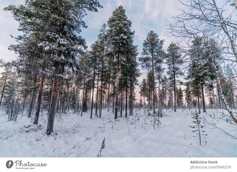 Winterlicher Sonnenaufgang in einem schneebedeckten Wald in Lappland Schnee Baum kalt Natur Landschaft im Freien ruhig Frost Wildnis Kiefer Gelassenheit weiß