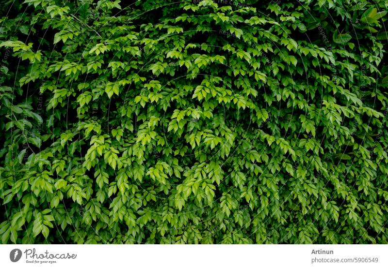 Kleine grüne Blätter in Hecke Wand Textur Hintergrund. Closeup grüne Hecke Pflanze im Garten. Eco immergrüne Hecke Wand. Natürliche Kulisse. Schönheit in der Natur. Grüne Blätter mit natürlichen Muster Tapete.