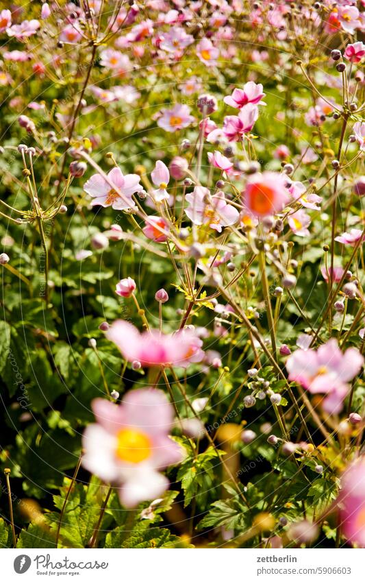 Herbstanemonen ast baum blühen blüte erholung ferien frühling garten hecke herbstanemone himmel kleingarten kleingartenkolonie knospe menschenleer nachbarschaft