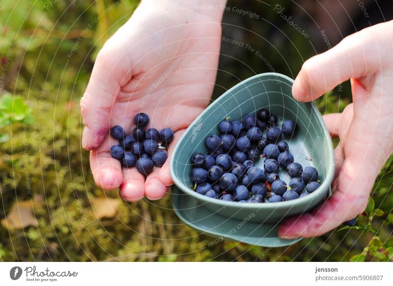 Hände, die selbstgepflückte Blaubeeren in eine Schüssel sortieren Frucht Beeren blau Nahaufnahme Lebensmittel Ernährung Bioprodukte Natur frisch Farbfoto