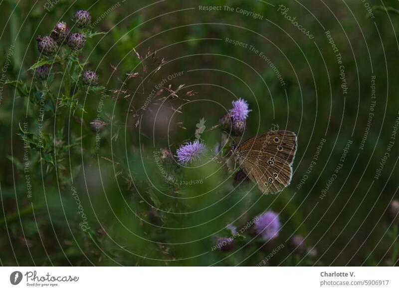 Brauner Schmetterling nascht an der Blüte einer Distel Natur Pflanze brauner Schmetterling Sommer Farbfoto Tier Schwache Tiefenschärfe Umwelt Außenaufnahme