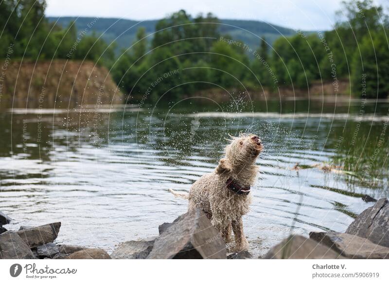 Ein weißer Hund schüttelt sich Wasser an einem See aus dem Fell. Tier Haustier Außenaufnahme Tierporträt Natur schütteln Wassertropfen nass Bewegung