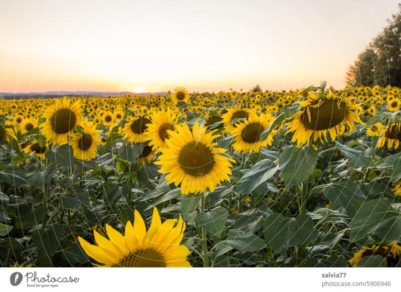 Sonnenblumen und Sonnenuntergang Sonnenblumenfeld Abendstimmung Landschaft Natur Sommer gelb Blume Nutzpflanze Sonnenlicht Farbfoto Blühend Blüte Pflanze