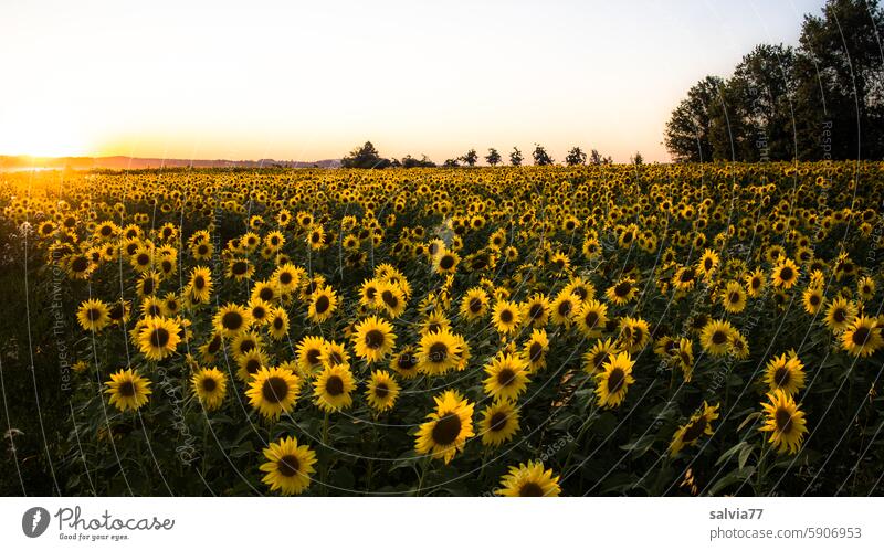 Sonnenblumenfeld mit untergehender Sonne Abendstimmung Sonnenuntergang Landschaft Natur Sommer gelb Blume Nutzpflanze Sonnenlicht Farbfoto Blühend Blüte Pflanze