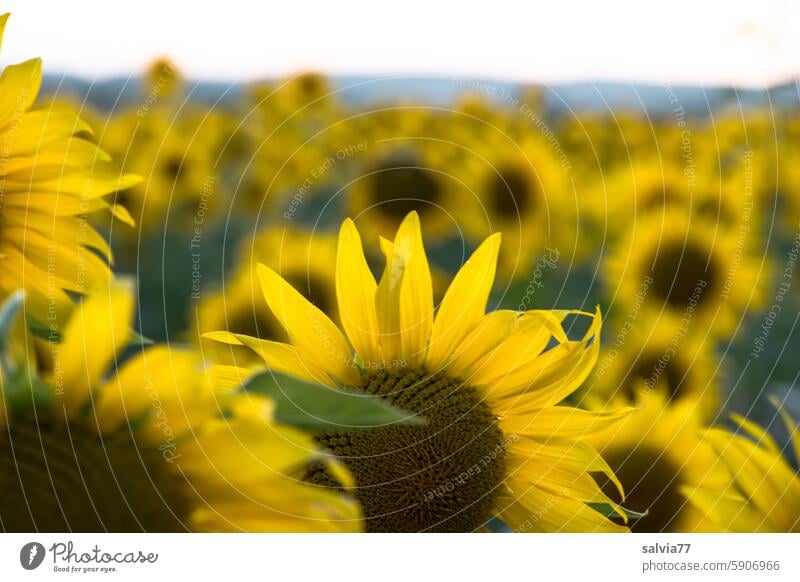 Sonnenblumenfeld Abendstimmung Sonnenuntergang Landschaft Natur Sommer gelb Blume Nutzpflanze Sonnenlicht Farbfoto Blühend Blüte Pflanze Landwirtschaft Himmel