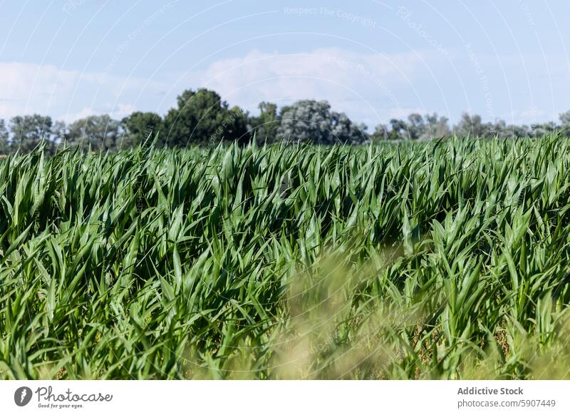 Üppig grünes Maisfeld unter blauem Himmel in Castilla La Mancha Ackerbau Kornfeld Blauer Himmel kastilla la mancha Spanien Ernte Bauernhof Feld ländlich Pflanze