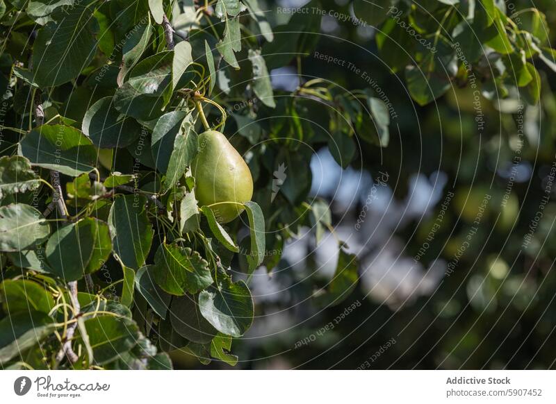 Reifende Birne am Baum in einem Bauernhof in Castilla La Mancha Frucht Reifung üppig (Wuchs) Blätter grün kastilla la mancha Ackerbau organisch Wachstum