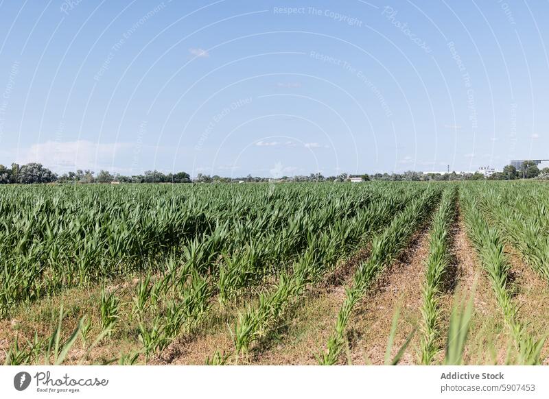 Ausgedehntes Maisfeld mit Tröpfchenbewässerungssystem Ackerbau Feld Ernte Bauernhof ländlich kastilla la mancha System Blauer Himmel übersichtlich üppig (Wuchs)