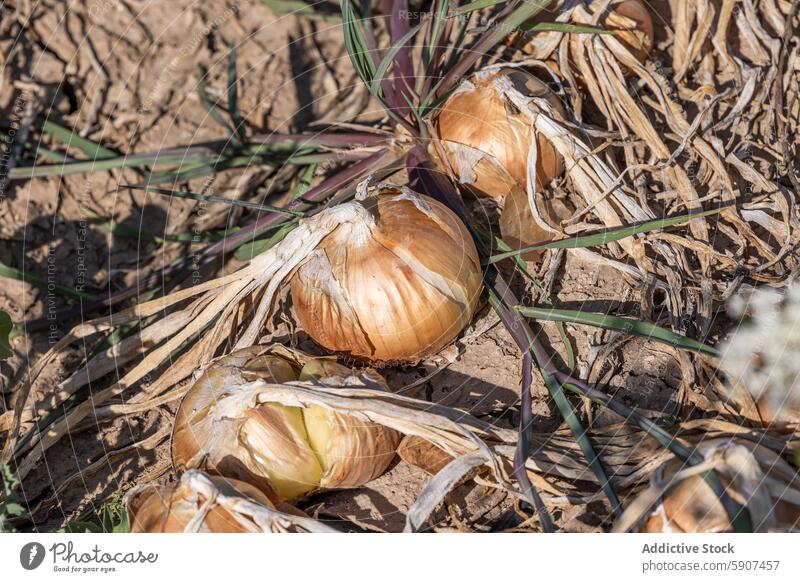 Erntereife Zwiebeln auf dem Ackerland von Castilla La Mancha Boden kastilla la mancha Ackerbau getrocknetes Laub Feld Bauernhof Knolle Gemüse Bodenbearbeitung