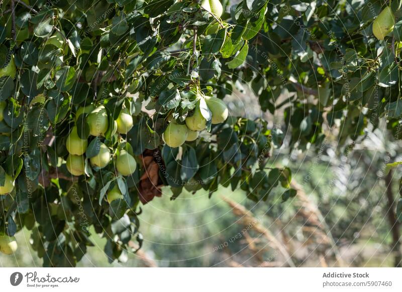 Sonnenbeschienener Birnengarten in der Region Kastilien-La Mancha Obstgarten Bauernhof kastilla la mancha reif Baum Frucht Ackerbau Gartenbau produzieren