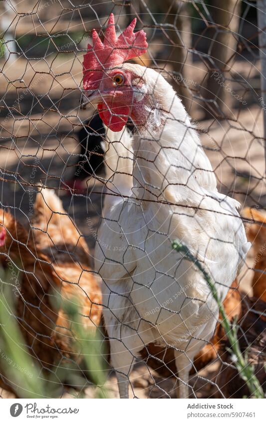 Hahn hinter Drahtzaun auf spanischem Bauernhof Federvieh Kamm weiß rot kastilla la mancha Spanien Ackerbau Viehbestand Nutztier Stall im Freien ländlich Vogel