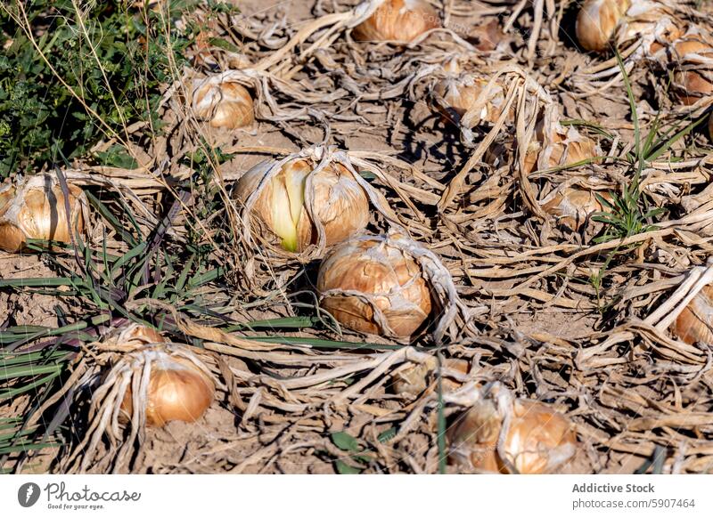 Erntereife Zwiebeln auf einem sonnenbeschienenen Feld in Castilla La Mancha Bauernhof Ackerbau kastilla la mancha trocknen Laubwerk Boden Landwirtschaft Knolle